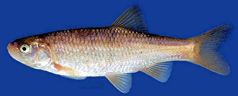 Squalius castellanus_03.jpg